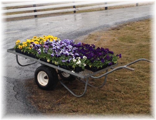 Spring flower cart 3/26/15