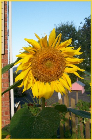 Sunflower 9/3/09
