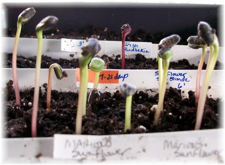 Sunflower seed germination 3/31/10