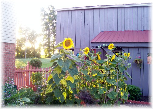 Sunflowers 6/26/12