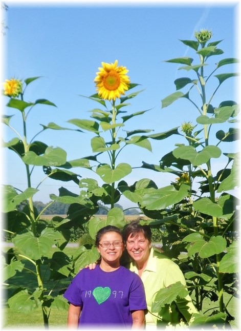 Giant Sunflowers 8/16/13