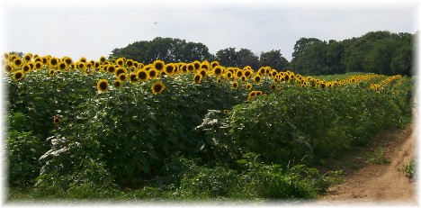 Sunflowers grown for wholesale