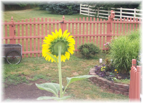 Super-size sunflower 7/15/12