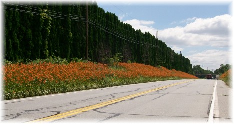 Tiger lilies along Harrisburg Pike, Lancaster County PA