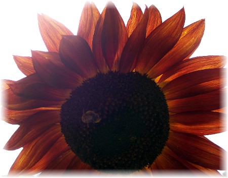 Orange sunflower