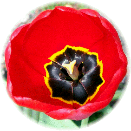 Tulip interior