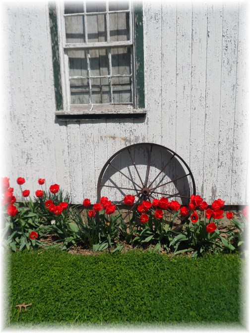 Tulips against barn wall 4/21/13