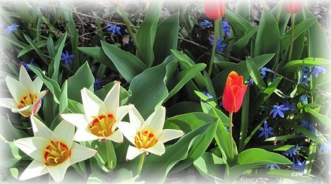 Tulips (photo by Georgia)