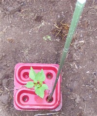 Weed control tray
