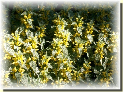 Yellow Archangel Lamium