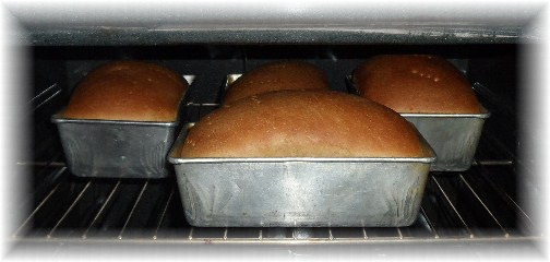 Amish baked bread