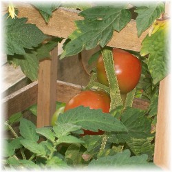 First tomatoes 2009