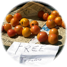 Free tomatoes