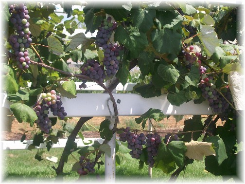 Grapes on vine on Amish farm