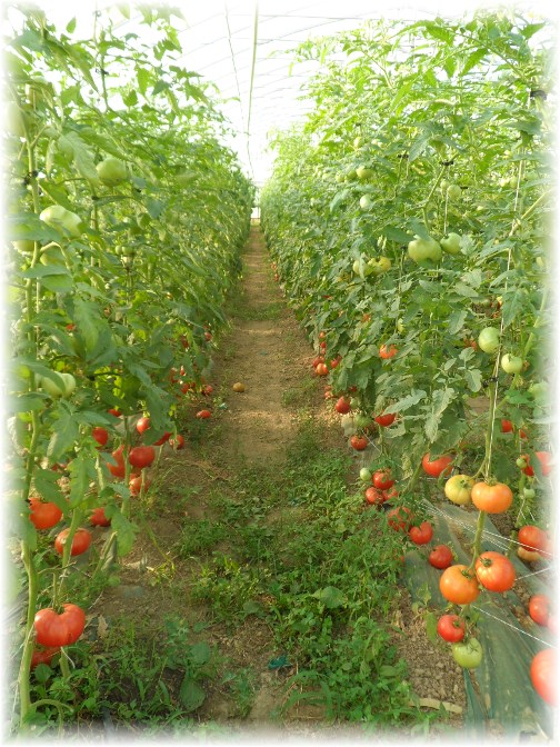 Greenhouse tomatoes 6/3/13