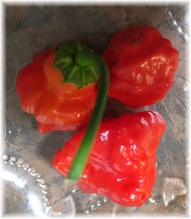 Hot peppers 9/20/17