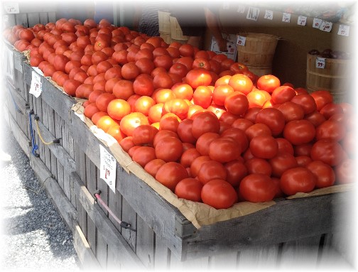 Jersey tomatoes