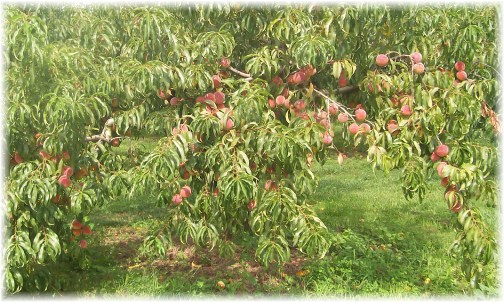 Peach harvest 2012
