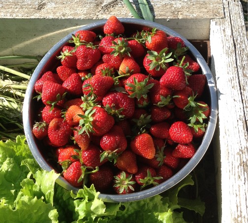 Fresh strawberries 6/4/14