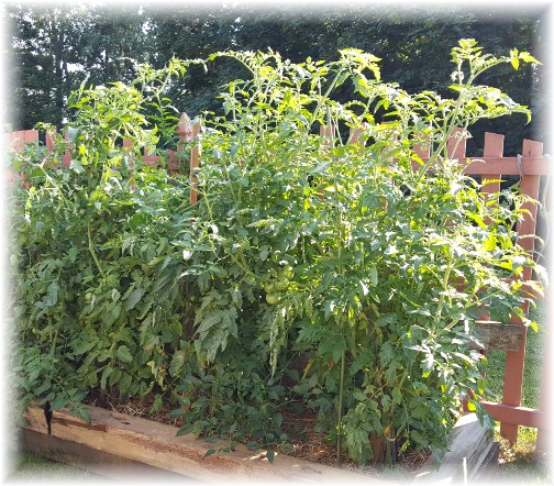 Tomato plants 7/19/17