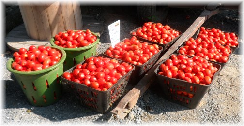 Tomatoes at roadside produce stand, Lancaster County, PA 8/21/13