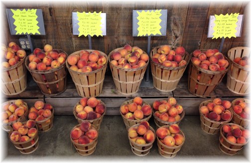 Village Farm Market peaches 8/14/14