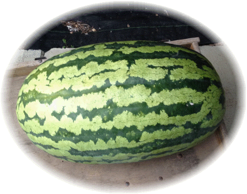 John Glick's watermelon