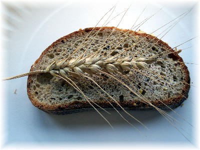 Whole wheat bread slice