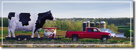 Photo of Giant Turkey Hill Dairy cow