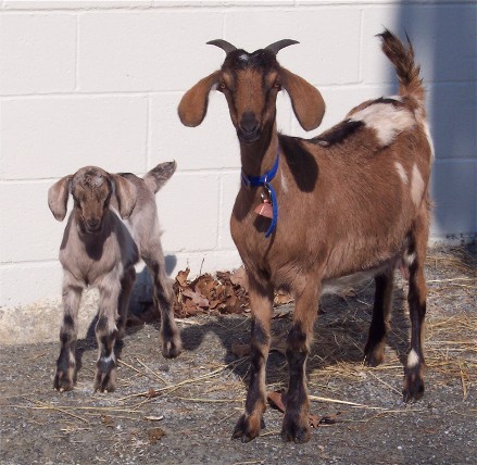 Photo of goat kid