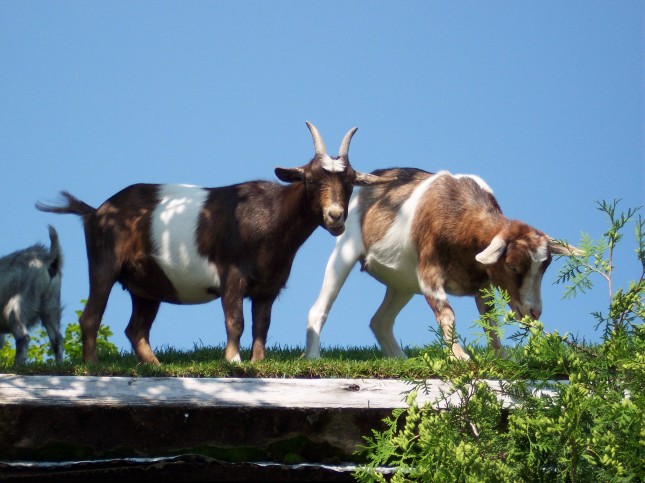 Goats on roof