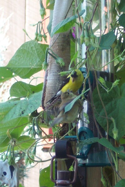 Photo of Gold finches feeding each other
