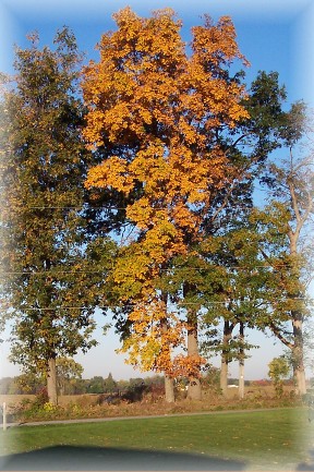 Photo of Ash tree in autumn