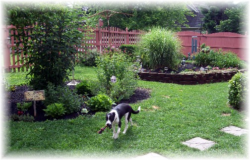 Mollie in backyard ready to "fetch" 6/22/11