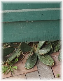 Cactus near barn door