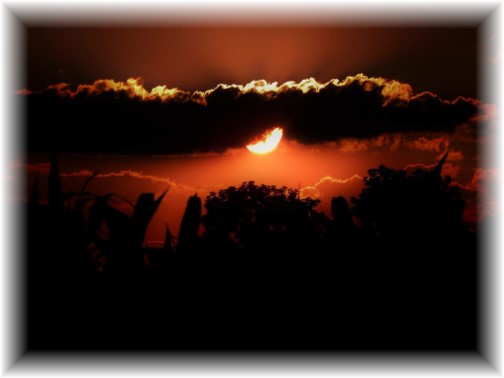 Cornfield sunset 7/9/16 (Photo by Ester)