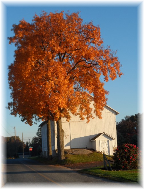 Hess barn with tree 10/21/13