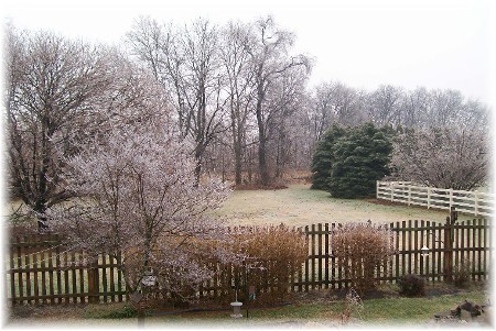 Backyard in icy rain