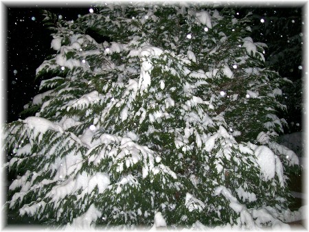 Evergreen tree covered with snow at night 12/19/09