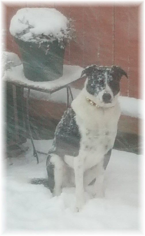 Roxie in snow 2/9/17