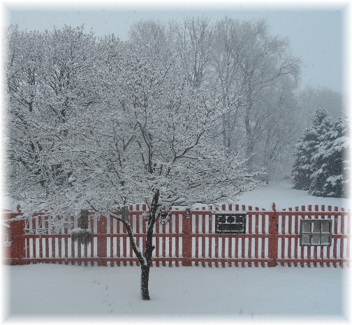 Backyard dogwood in snow 2/3/14