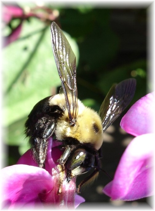 Bee (photo by Mike Book)