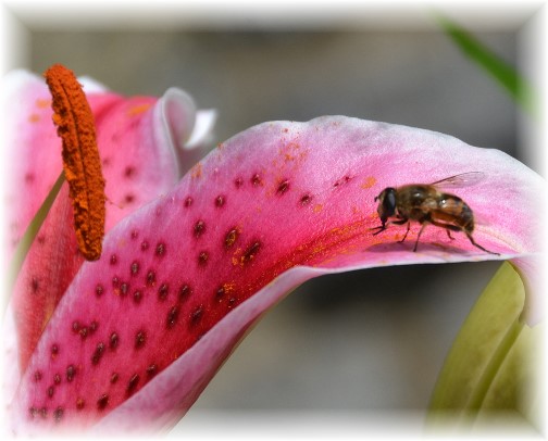 Bee on day lily (photo by Doris High)