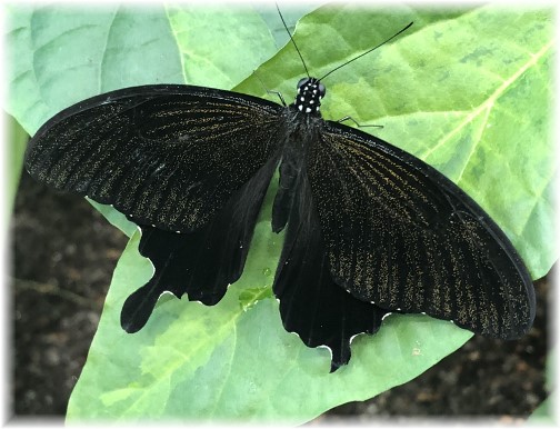 Black butterfly at Hershey Gardens 11/21/17