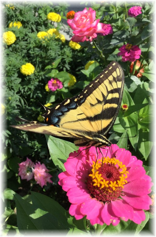 Swallowtail Butterfly in flower garden 8/6/15