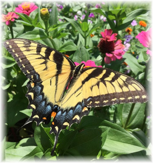 Swallowtail Butterfly in flower garden 8/6/15