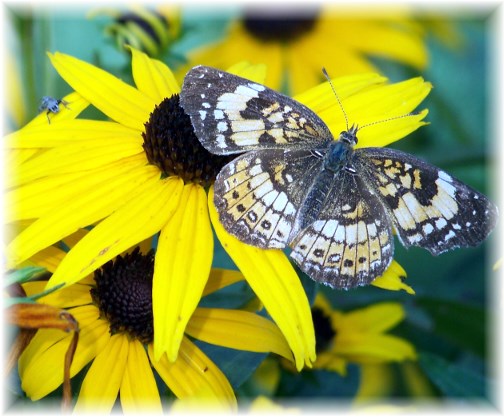 Butterfly (or moth) on black-eyed susan 8/13/13 (Ester)