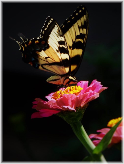Butterfly on flower (Photo by Ester Weber)