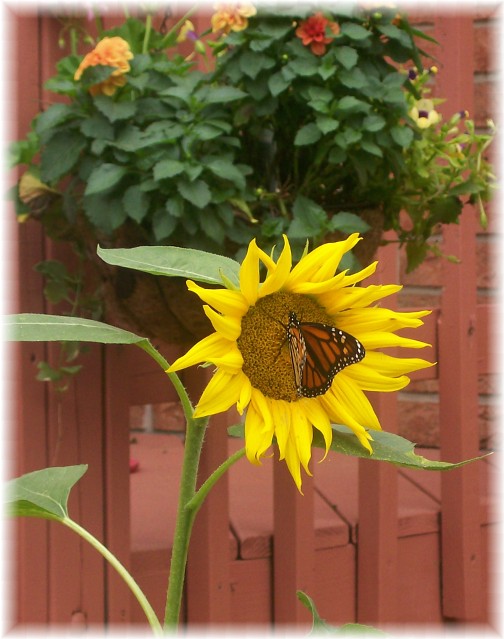 Butterfly on sunflower