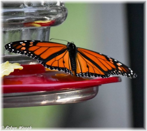Monarch Butterfly (photo by Robyn Waugh)